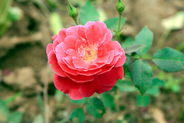 rose flower plant