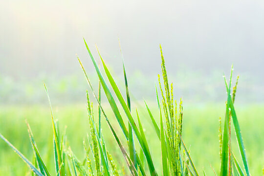 Rice fields