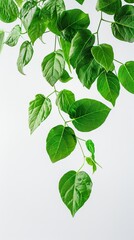 Green leaves on branch against white background, minimalistic nature concept