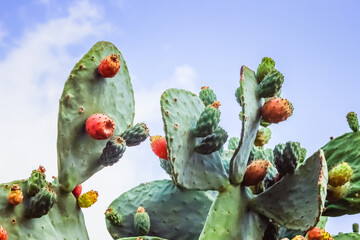 Cactus fruits