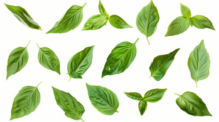 green leaves isolated on white