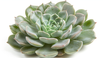 close up of a cactus succulent plant