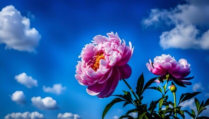 Fototapeta premium Peony Flower And Blue Sky 