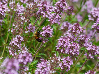 Common thyme ( lat. Thymus vulgaris ) is a species of perennial subshrub from the genus Thymus of...