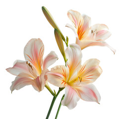 Fototapeta premium Close-Up Flor de Lirio - The Art of Ikebana, Isolated on White Background