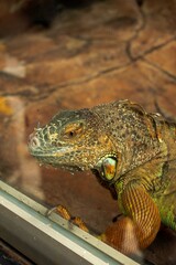 Green Iguana (Iguana iguana)