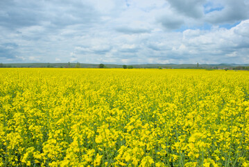 Obraz premium rapeseed field with cloudy sky