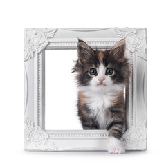 Adorable tortie Maine Coon cat kitten, stepping through white picture frame. Looking straight to camera. Isolated on a white background.