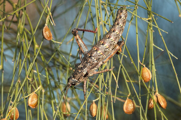 Saltamontes de palma (acrostira euphorbiae) Saltamontes no voladores  en el matorral boca bajo