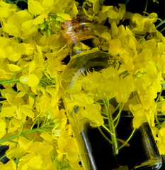 Rapeseed oil natural in a glass bottle with yellow rapeseed flowers on a black background.