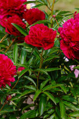 Peony Ruth Clay (Paeonia lactiflora hybrida hort Ruth Clay) in spring garden. Growing peonies in the garden
