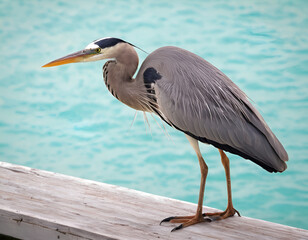 great heron, great heron ardea cinerea, great heron on the pier