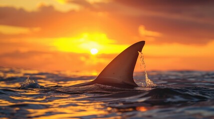 Fototapeta premium Shark fin above ocean water at sunset. Wildlife concept