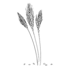 Fototapeta premium Wheat ears Vector hand drawn illustration. Barley grains sketch. Vintage white and black line art drawing on background. Clipart of rye for graphic design. For food, flour and baked goods packaging
