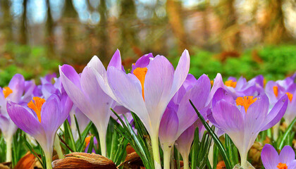 Spring purple crocus flower.