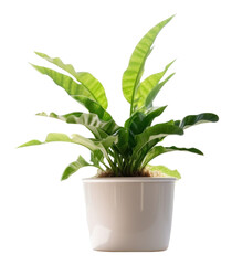 Fototapeta premium PNG Window plant houseplant windowsill.