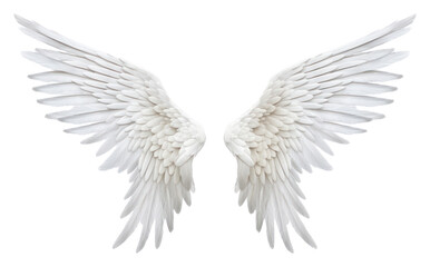 PNG Angel angel white wing.