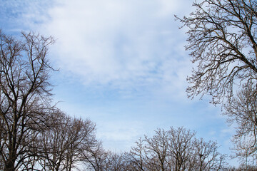 Trees and cloudy sky. Natural background. Copy space.