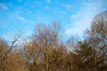 View of blue, cloudy sky and trees. Natural background idea concept. 
