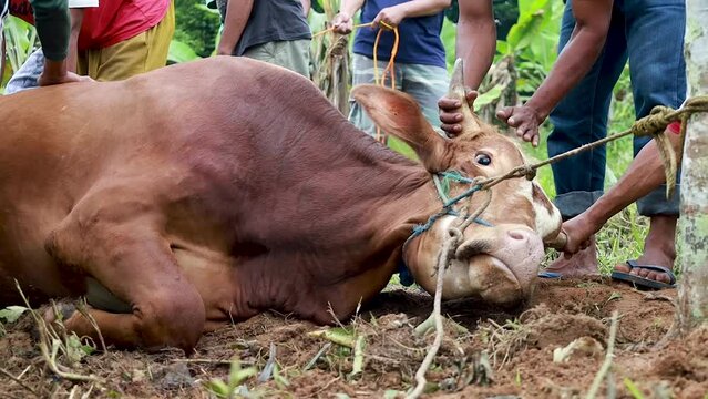 The process of calming cows that will be slaughtered in traditional Indonesian farms. Slaughterhouse 