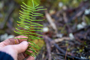 environmental scientist taking a sample in the forest looking at fungi and soil and plants in australia