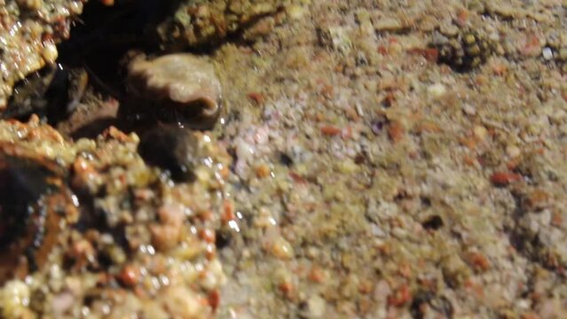 seashells moving in shallow water in abou Galum protectorate in Dahab in Egypt