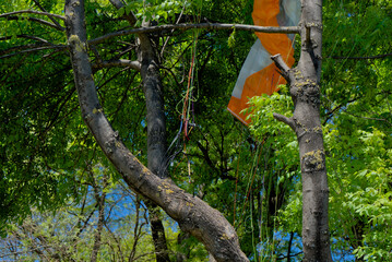 A parachute is tangled and hanging in the tree branches, indicating an unsuccessful landing for the parachutist.