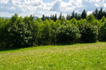 Green forest natural landscape on the mountain in summer