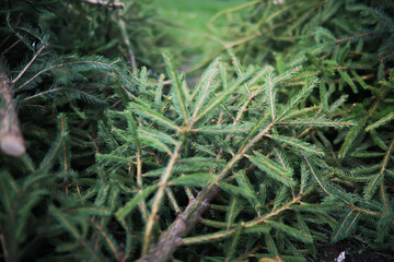 Freshly Cut Christmas Tree Branches in a Pile in Nature