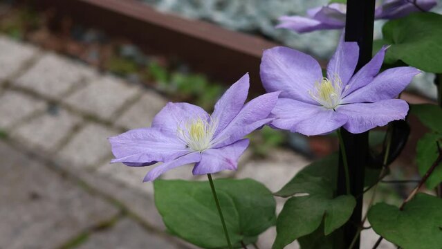 Violet flowers of climbing clematis swaying in wind. Summer and nature. High quality 4k video.