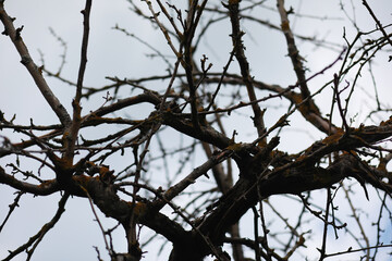 Bare Winter Tree Branches Against Cloudy Sky - Nature Photography Focused on Stark Contrast and Texture