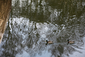 Two Ducks Swimming in Reflective Pond Amid Trees on a Cloudy Day