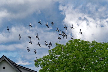 Looking up swarm of doves up in the sky with cloudy sky background at Swiss village of Oberglatt on cloudy a spring day. Photo taken June 15th, 2024, Kloten, Canton Zürich, Switzerland.