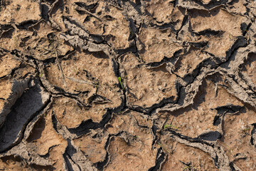 cracked soil in a field during a drought