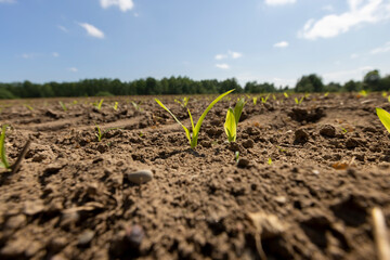 corn sprouts in sunny spring weather