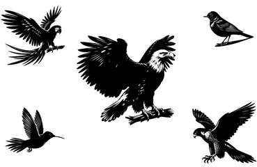 set of birds