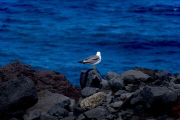 seagull on the rocks