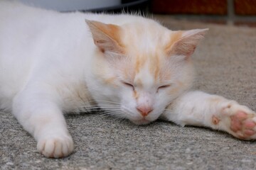 cat on the bed