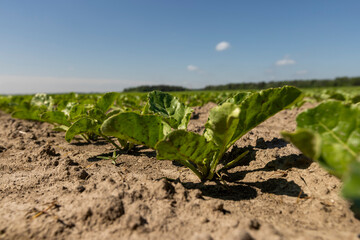 a field with white beetroot for the production of white beet sugar