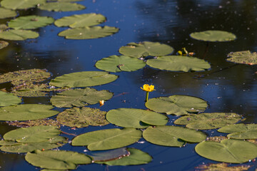 water lily in the pond, yellow flower 