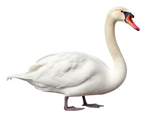 Fototapeta premium PNG Animal swan goose white.