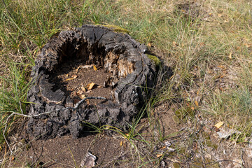 an old rotting tree stump in the forest