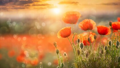 Obraz premium field of poppies