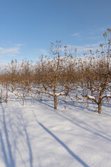 drifts of pure white snow in an apple orchard