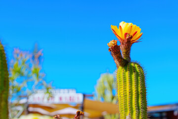 Desert Cactus Flower in Full Bloom..