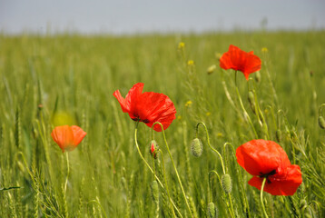 Obraz premium red poppies in a green field. selective focus