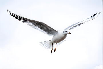 Obraz premium Isolated seagull flying on the white background