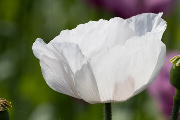 White flower of the opium poppy against the background of a blurred field