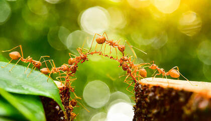teamwork, team of ants costructing bridge