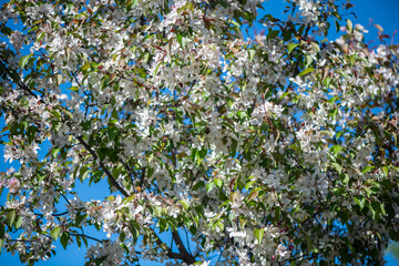 blossoming apple tree on blue sky background, natural floral, floral background